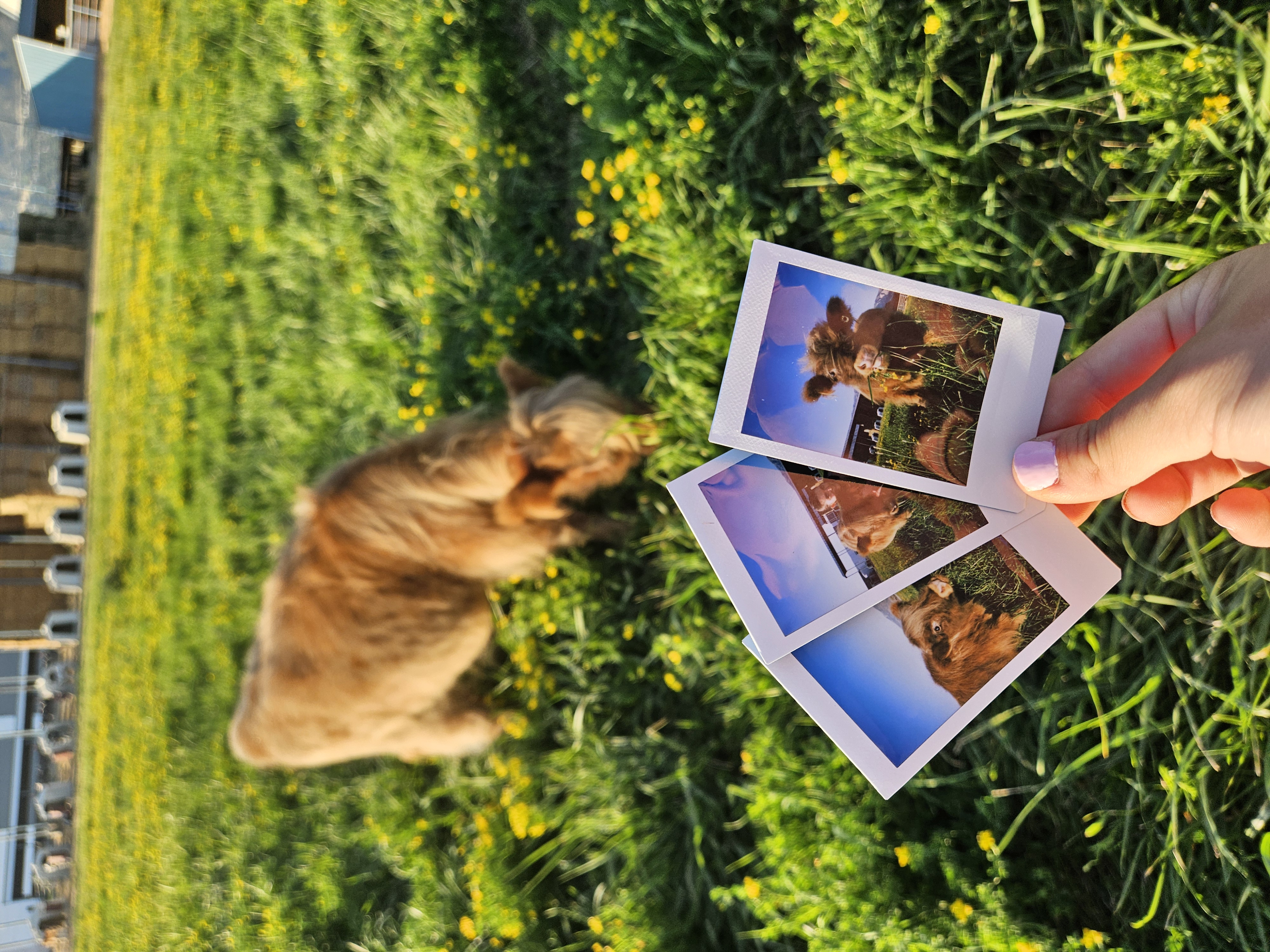 Capturing memories with polaroid photos of Highland cattle